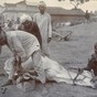 Buffalo_shoeing