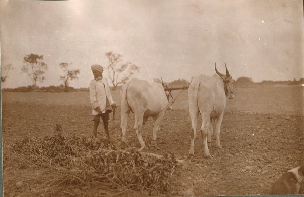 buffalo ploughing