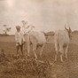 Buffalo_ploughing