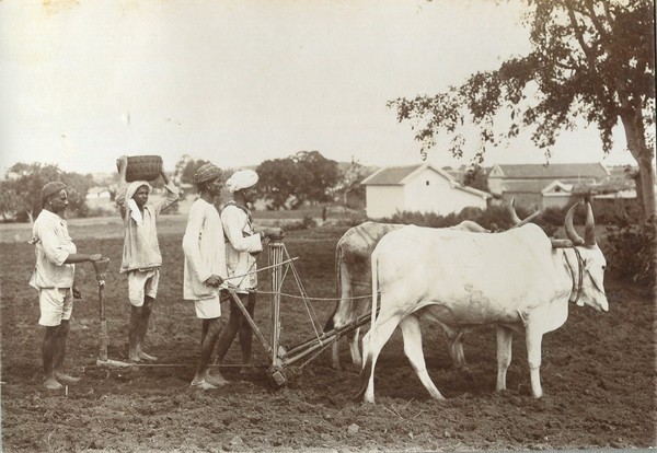 buffalo sowing