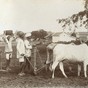 Buffalo_sowing