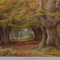 Burnham Beeches