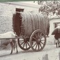 buffalo cart (2)