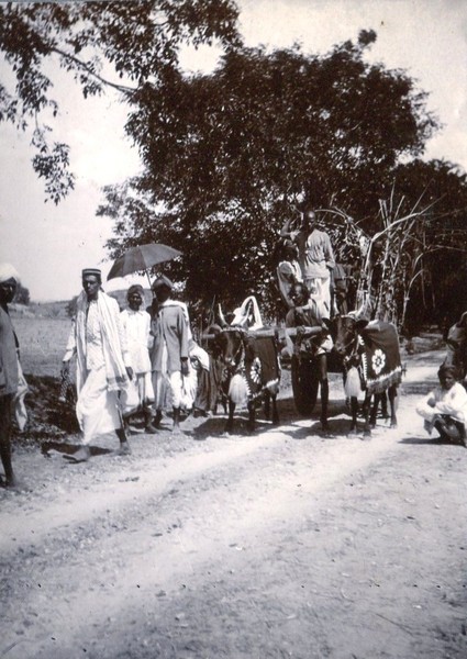 buffalo cart