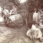 buffalo cart (3)
