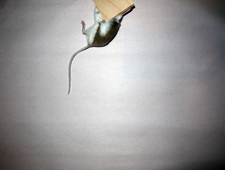 dying on the internet photo