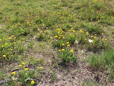 Shooting the Horse photo