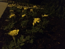 Smeary Flowers, 1983 photo