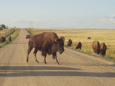 BISON cover letter PRIZE runner-up photo