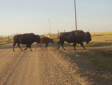 BISON cover letter PRIZE runner-up photo