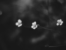 Frank Sinatra Sings for Only the Lonely photo
