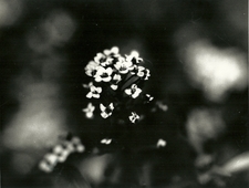 my beloved forgets how to pray photo