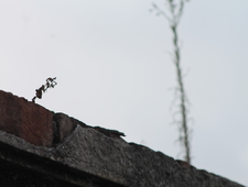 Dear Herculine photo