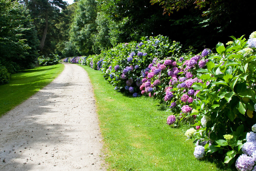35 Hydrangea Garden Ideas (PICTURES)