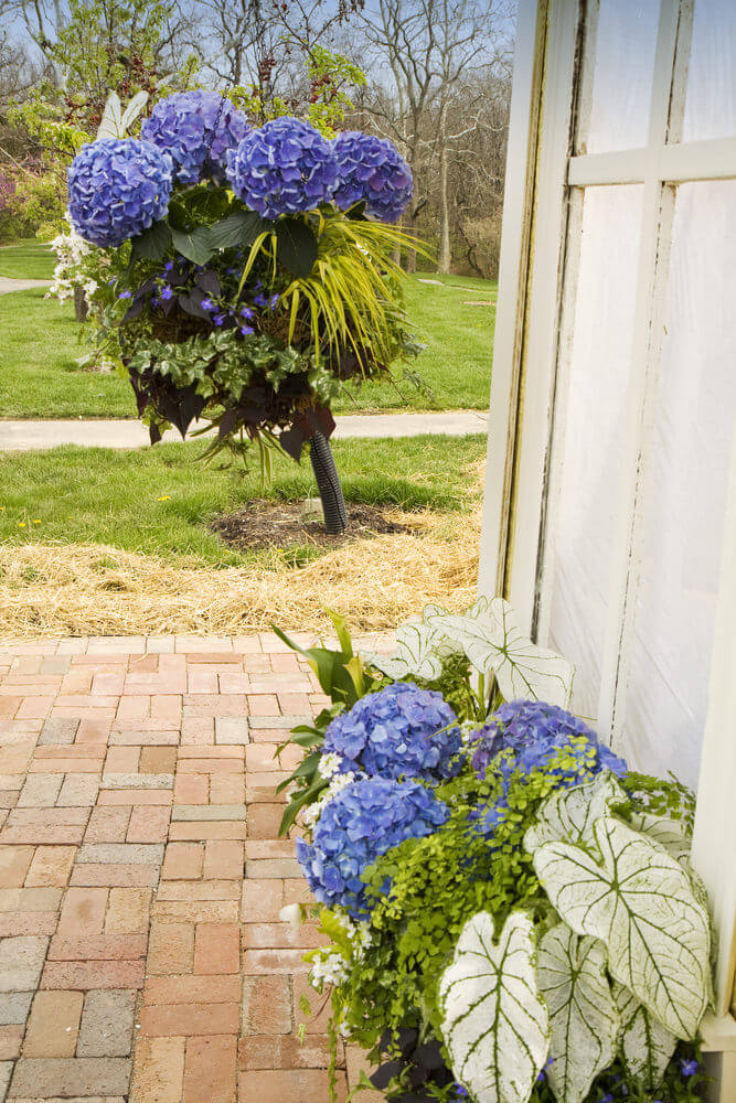 25 Hydrangea Flower Pot and Planter Arrangements (PHOTOS)