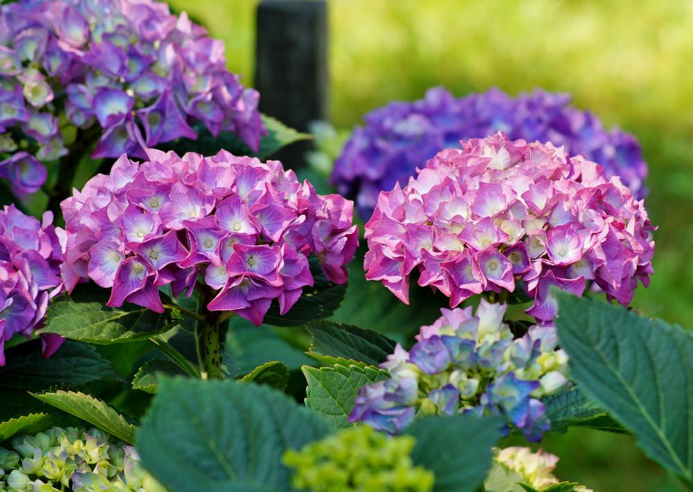 Amazingly blue, vibrant pink, frosty white and lavender blossoms in one plant and this characteristic is why this flower loved so much. This easy to cultivate blossom is active from mid-summer through fall.