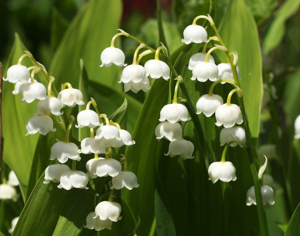 This is one of the most fragrant blossoms in the spring and early summer. Its bell shaped white blossoms grow from its stems and its leaves are lance shaped.