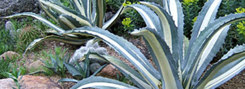 Cacti