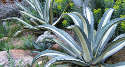 Cacti