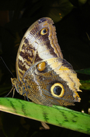 Owl_1