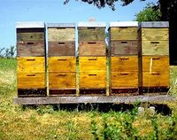 Beehive