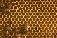 Beehive600