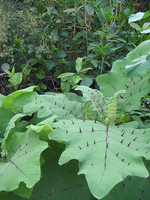 Naranj_1