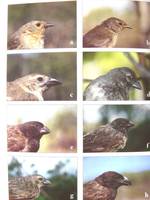 Finchbeaks1