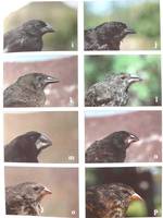 Finchbeaks2