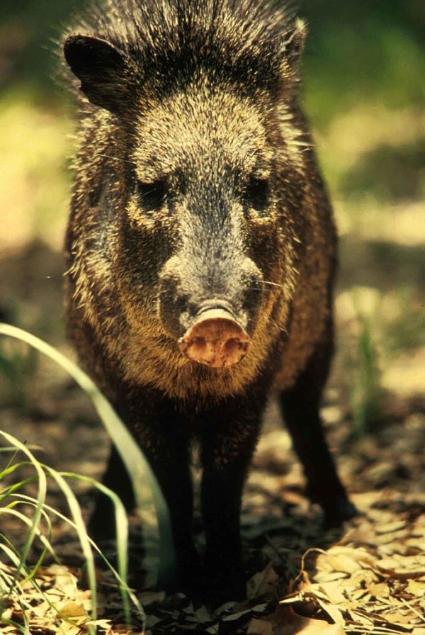 686px-Peccary_javelina_wild_boar_or_skunk_pig_tayassu_tajacu
