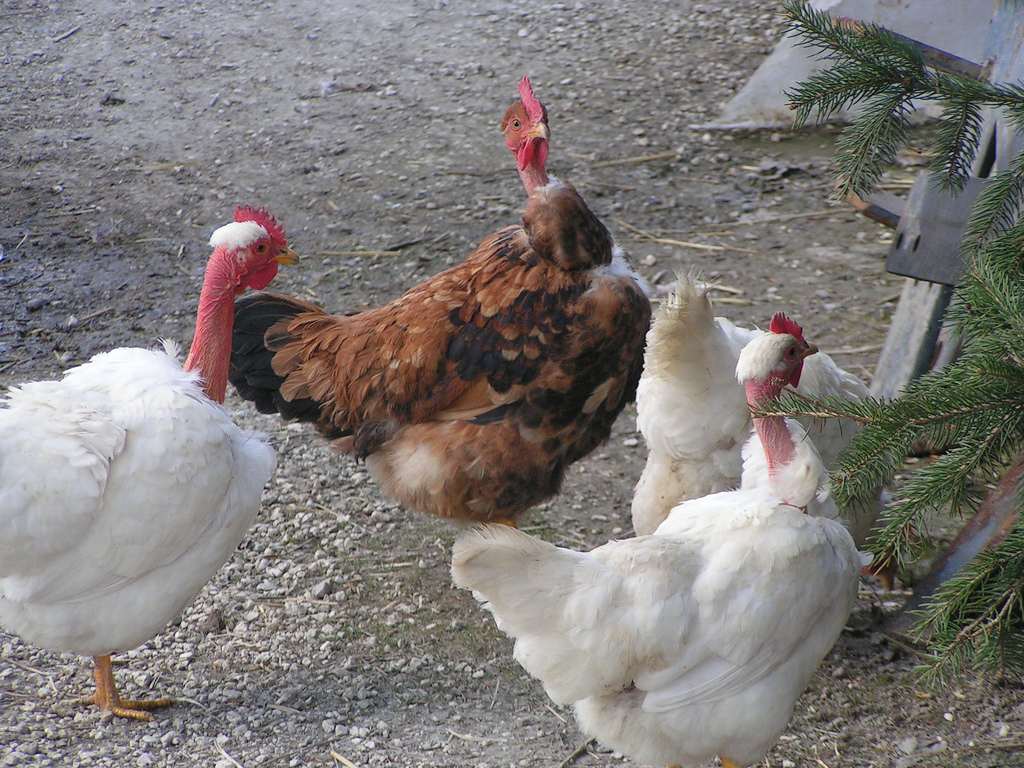 The Best French Chickens in North Carolina Heritage Radio Network