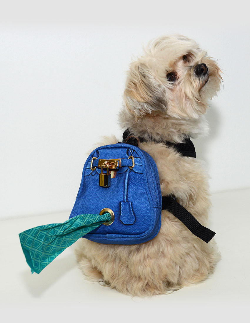 (Souce: apetwithpaws.com)