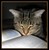 Cat_with_book_t3