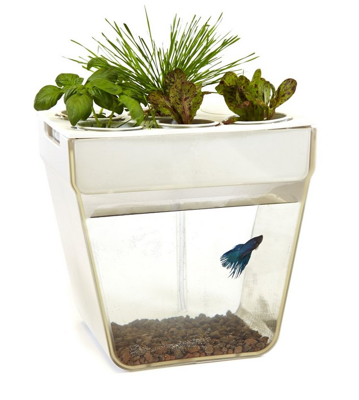self cleaning fish tank that grows food