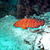 Mid_367_duiken_racha_noi_racha_yai