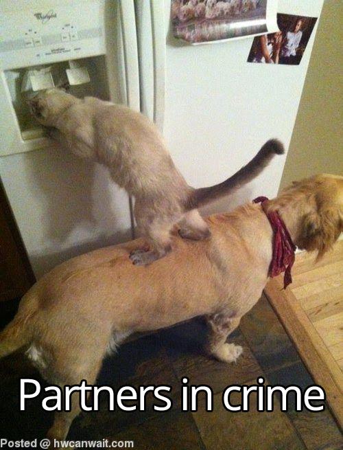 Partners in crime