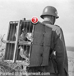 3 unread carrier pigeons