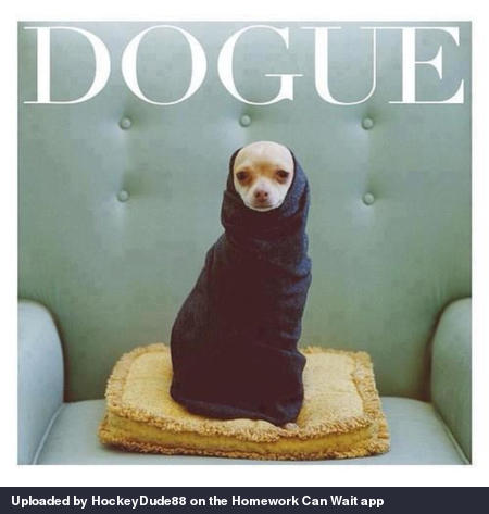 Dogue.