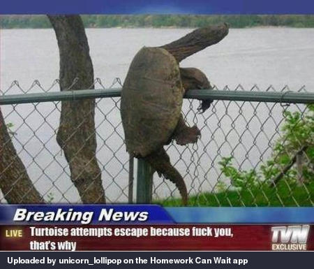 Turtles...