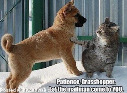 Patience Grasshopper