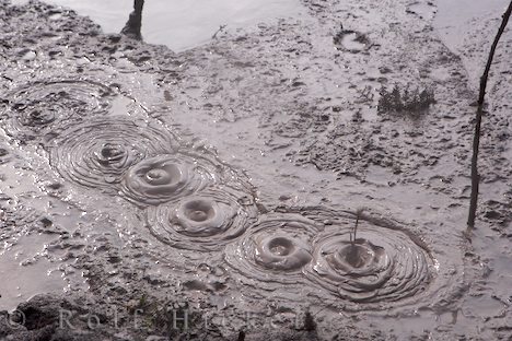 Mud-bath_16814