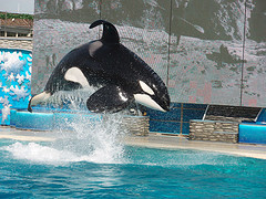 Shamu