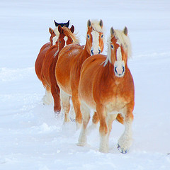 Horses