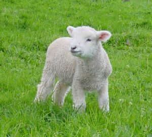61727_doroffy_the_lamb