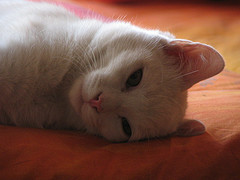 Horses