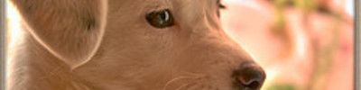 Dog_strip