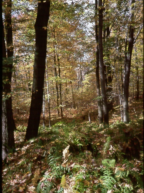Forest