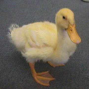 Delilah_the_duck_