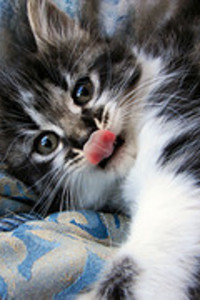 Kittens_catalog