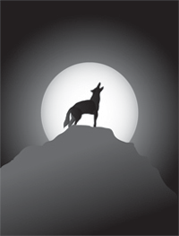 Coyote